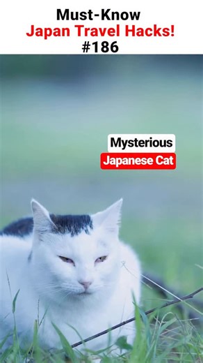 SAMURAI-J@Useful information for traveling to Japan | A Japanese cat you may not know 🌟We share many pieces of information useful for traveling in Japan besides this video, so please take a... | Instagram