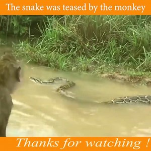 1.1K views · 11 reactions | The snake was teased by the monkey | Snake Doctor | Facebook
