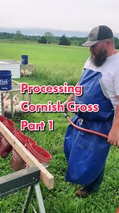 85K views · 377 reactions | #chickentractor #pasturedpoultry #processingchickens #butchering #meatbirds #cornishcross #raiseyourownfood #eatlocal #knowyourfarmer #homestead #farmtok #familyfarm | Homestead Hacks | Facebook