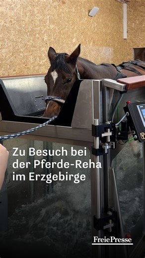 Aqua-Trainer, Schüttelplatte, sowie Laser- und Wärmebehandlung. Was nach Reha-Angeboten für Menschen klingt, sind Behandlungsmethoden der Pferde-Reha im Erzgebirge. Das Reha-Angebot in Elterlein ist das einzige seiner Art in Mitteldeutschland und soll Pferde in einer mehrwöchigen Behandlung von Schmerzen und Beschwerden befreien oder diese lindern. Hast du schon einmal von Reha für Pferde gehört? Schreib es uns in die Kommentare! Redaktion: Caspar Leder Video: Johanna Mohr #pferde #Pferdegesundh