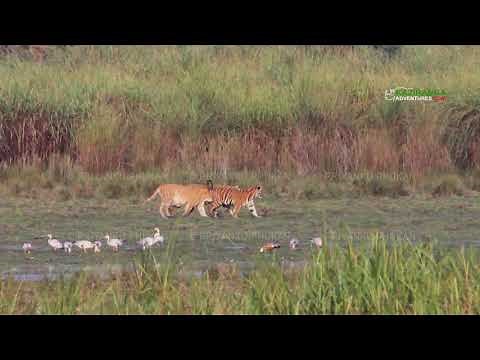 Golden Royal Bengal Tiger in Kaziranga National Park | Wildlife Safari in India
