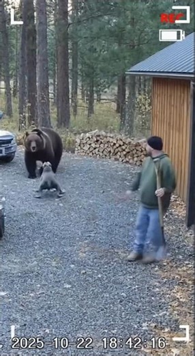 Pitbull Saves Its Owner from a Bear Attack — Caught on Home CCTV! 🐶🐻