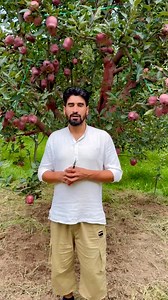 30K views · 452 reactions | Concept of summer and nutrition management by Aamir Yousuf Do share like and follow page. for detailed video More detail call us on 7889755412 9797084904 | KVF Orchard and Nursery | Facebook