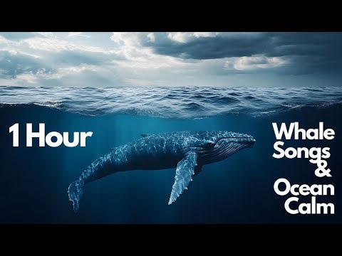 1 Hour of Whale Sounds & Deep Ocean Relaxation Underwater Nature Sounds