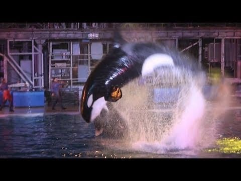 Shamu Rocks! (Full Show) SeaWorld San Diego