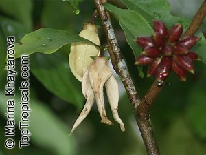 Goniothalamus - Alchetron, The Free Social Encyclopedia