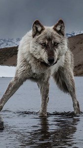 8.9K views · 138 reactions | Care through collections. Enjoy a behind the scenes look at the #NHMLA Mammalogy Collections with #NatGeoExplorer Ronan Donovan and Dr. Xiaoming Wang (Curator, Vertebrate Paleontology). Don’t miss National Geographic Society and National Museum of Wildlife Art’s “Wolves: Photography by Ronan Donovan” on view through June 22. Lead Patron Jacques Marie Mage. | Natural History Museum of Los Angeles County | Facebook