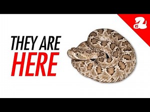 Baby Rattlesnake Season: What You Need to Know