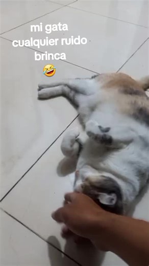 Videos de Omar Cabrera (@omar.cabrera013) con “sonido original - Omar Cabrera”