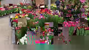 595K views · 44K reactions | Did you know that there are indoor tulip...