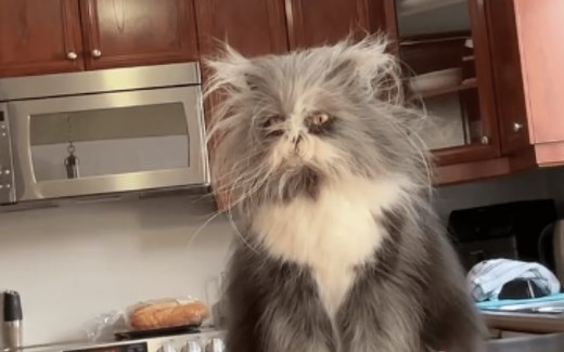 Persian Cat Meows the Word ‘Mom’ in Adorable Video