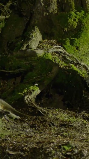 Tasmanian Devil Steals Snake's Huge Meal In The Dark!