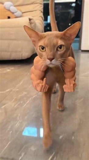 Product Link in Bio ( # ) Body Builder Neck Hanging Pet Toy 1️⃣