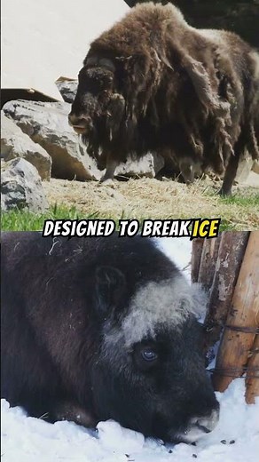 Musk Oxen: Arctic Tanks of the Tundra #MuskOx #Anima #Wildlife