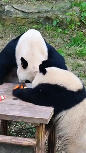 Mini Love Panda on Instagram: "Qi Sanmei: Mom’s eating fruit—I’m going to eat hers! 奇三妹：妈妈在吃果果了，我要去吃她的 #pandafamily #pandabear #pandapanda #pandalife #pandalovers"