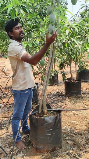 Suvarna Rekha Mango 🥭 Sweet & Juicy Premium Variety | Fast Growing Mango Plant