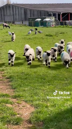 Cute Baby Goats Compilation | Funny and Adorable Animal Videos