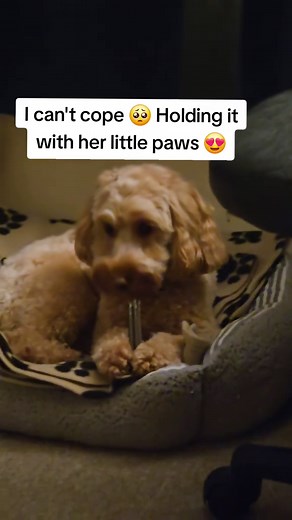 Adorable Cockapoo Moments: Little Paws, Big Love