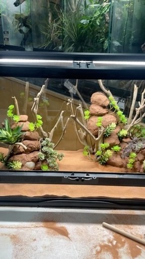 Zoo Med Laboratories, Inc. on Instagram: "25 Gallon Desert Terrarium Build with our Excavator Clay Cavern Kit to mimic an Australian Biome. This enclosure will be on display THIS WEEKEND at the @lapetfair ! Be sure to come say "Hi", show us your pickups, and grab some free stickers and samples! #reptile #reptiles #reptilelover #reptilekeeper #lizard #lizards #lizardlover #snake #snakes #snakelover #terrarium #vivarium #desert #nature #asmr #satisfying"
