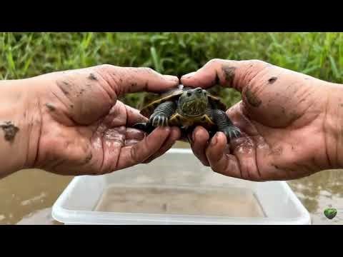 Found Turtles, Grab, Fish & Frogs Hiding in the lack!