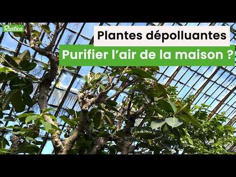 Air-purifying plants: the truth about their effectiveness! (+ 3 easy-care plants)