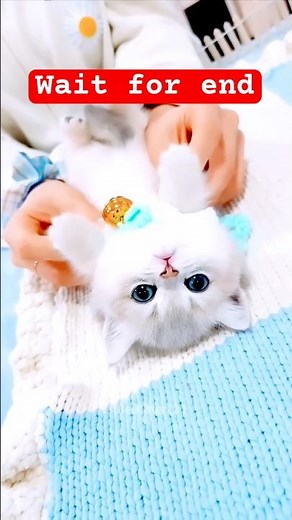 Hungry Kitten Meowing Loudly for Its Food 😿🍽️