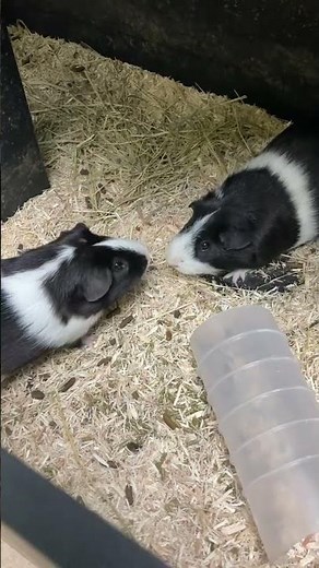 Guinea Pigs Fighting