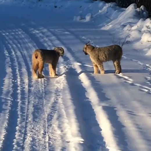 Wild Canada Lynx Screaming In Northern BC