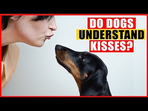 Do Dogs Understand Hugs and Kisses?