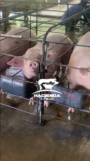 🐷 Desde Lechón Hasta Engorde: El Proceso Paso a Paso🐖