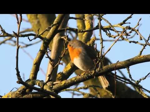 Rotkehlchen singt
