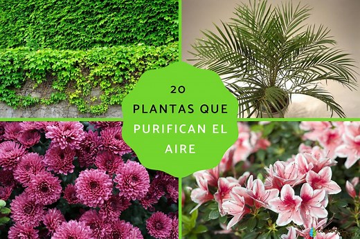 20 plantas que purifican el aire exterior e interior - Nombres y fotos