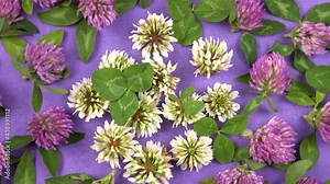 Flowers of the red and white clover lies on the purple cloth, floral background