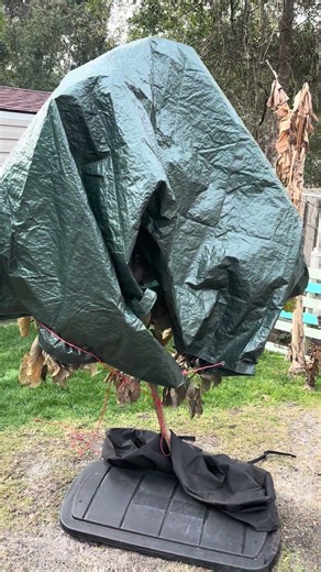 Get Avocado Tree Prep for Hard Freeze Year 2 North Florida #avocado #avocadotree #