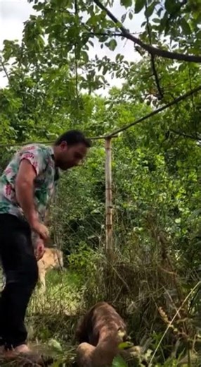 🇮🇷 سگ‌های اصیل ایرانی | 🇩🇪 Iranische Hunderassen | 🇺🇸 Iranian Dog Breeds