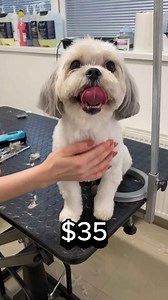 My day as a dog groomer w/ prices