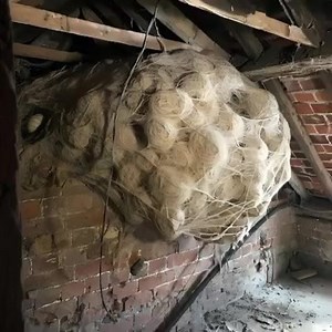 L'homme pense avoir trouvé un nid de guêpes dans le grenier. Il pâlit quand il comprend ce qu'il y a à l'intérieur… Voir plus | Ta Gueule, Je t'aiiiiime