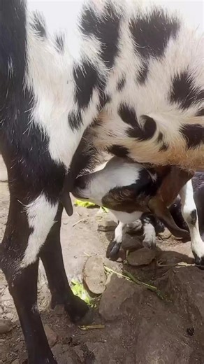 Africa sits on one of the largest livestock economies in the world — yet the system remains fragmented, invisible, and controlled by outdated structures. From pastoralists in the drylands to traders and butchers in markets like Kiamaiko, millions depend on livestock every day. But where is the digital infrastructure organizing this economy? That is where the Meatsoko Ecosystem comes in. Powered by Nyama AI, we are building intelligence, traceability, and digital marketplaces for the African meat