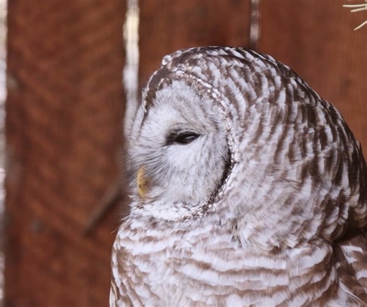 Meet our Bird of the Month: the Barred Owl! These fascinating owls love mature forests filled with cozy tree cavities and plenty of snacks. You might spot one quietly waiting on a branch, eyes and ears on the lookout, before gliding down to grab a tasty treat. Isn’t nature amazing? | Wild Birds Unlimited | Facebook