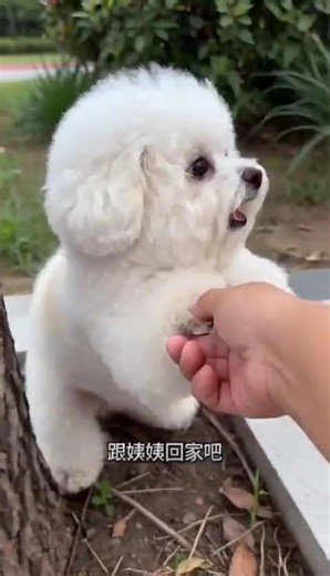 Baby's Scare: AI Prank Turns into Tragedy