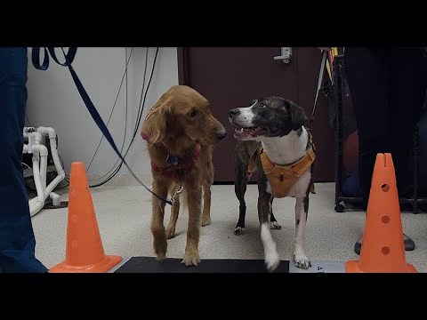 New canine gait analysis using a pressure sensor walkway.