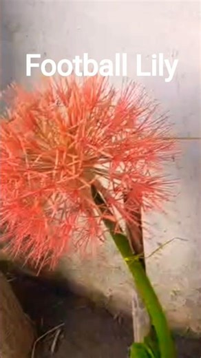🥀Football Lily care tips l Bulb🧅 se lagne wala plants l