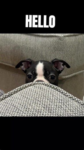 Ray says Hello. #bostonterrier #dogs