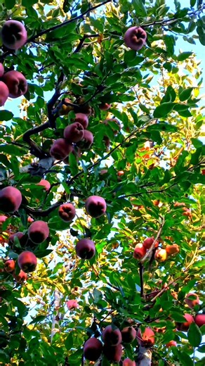 61K views · 5.1K reactions | Beautiful apple  | Mountain Explore | Facebook