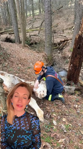 Her head was in his lap. 🐴💛 A firefighter in Milton responded to rescue a fallen horse… and realized she was the mare he learned to ride on as a child. Years later, he was the one helping her back on her feet. Misty is recovering… and this full-circle moment is everything. #GoodNews #AnimalRescue #FullCircle #horse #kindness Disclaimer: this is my original reporting 🩷 | Kaitlyn Ross