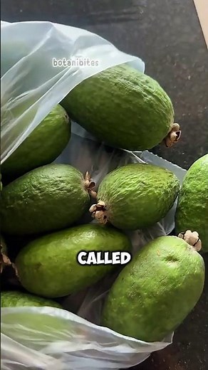 Feijoa Explained: The Fruit That Looks Like Guava but Isn’t