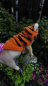 Cutest Little Tigger EVER….WOOF!!🧡🖤🧡🖤🧡🖤🧡🖤🧡🖤🧡🖤🧡🖤🧡🖤🧡🖤🧡🖤 #Tigger #KipPugdashian #Pugdashians | Pugdashians