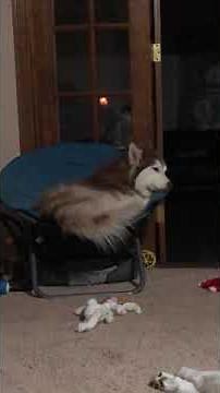 How to STOP an idiopathic head tremor