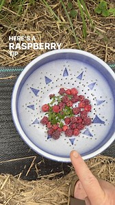 2.6K views | Are you growing raspberries for the first time and unsure when to pick them? Here’s a quick tip for beginner gardeners on how to choose the ripest, sweetest berries. Learn about the different color variations and their flavors. Drop a  if you found this helpful! #raspberries #berries #gardeningtips #gardeningforbeginners #perennialgarden #growingfruit #newgardener | The Disco Garden | Facebook