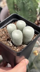 Rare Cactus, Epithelantha Micromeris Small Cluster 3-4 Heads, Live Plant - Etsy